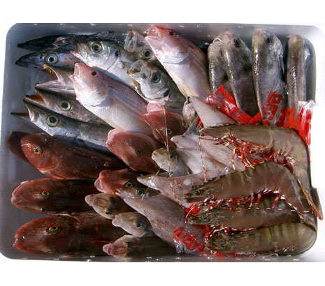 雑賀崎鮮魚50