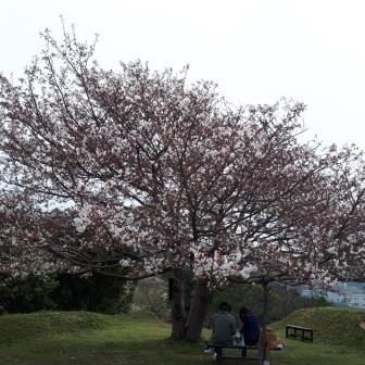 灰干さんま