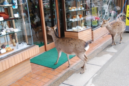 灰干さんまや